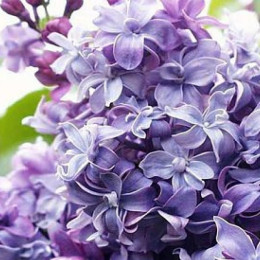 Сирень обыкновенная Надежда Syringa vulgaris Na саженцы