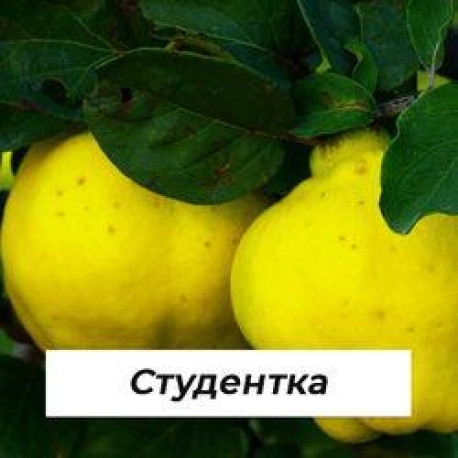 Айва Студентка саженцы