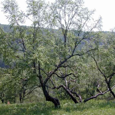 Береза Даурская саженцы