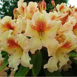 Рододендрон Бернштейн (Rhododendron Bernstein) гибридный саженцы