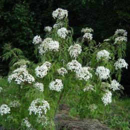 Бузина черная Линеарис саженцы