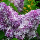 Сирень обыкновенная Надежда Syringa vulgaris Na саженцы