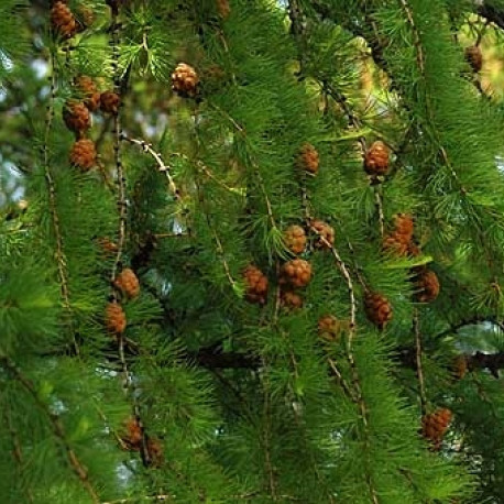 Лиственница Амурская саженцы