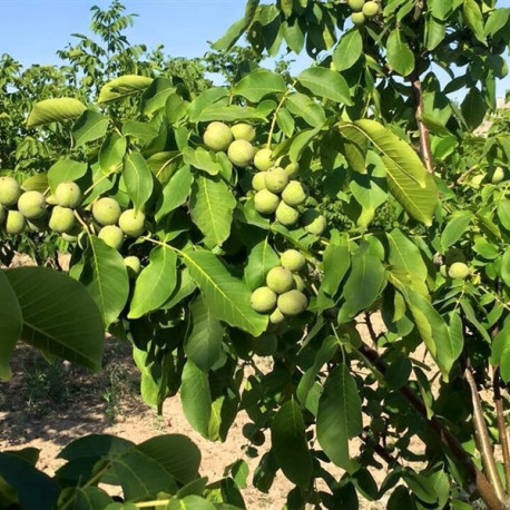 Орех Грецкий Урожайный саженцы