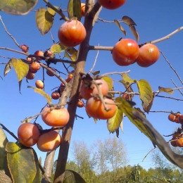 Хурма Виргинская саженцы