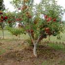 Яблоня Карамельная саженцы